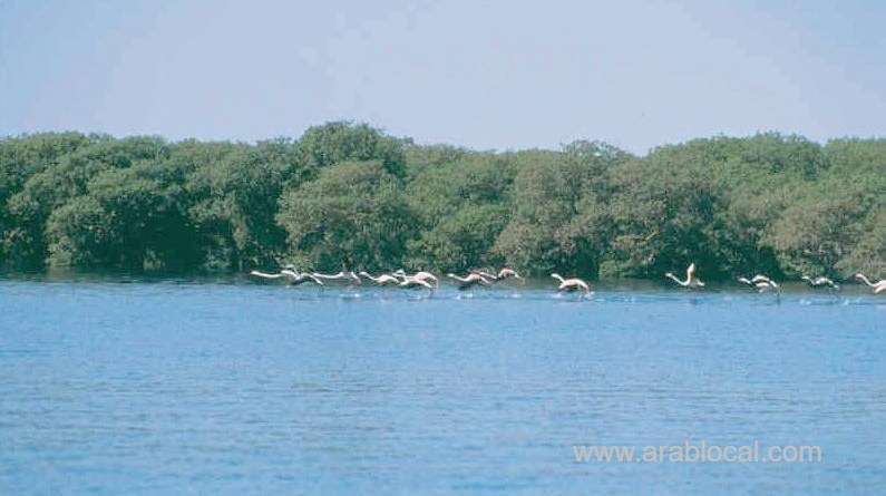 crabs-are-key-to-ecology-of-oman_kuwait