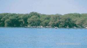 crabs-are-key-to-ecology-of-oman_kuwait