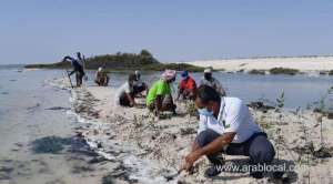 over-1,000-mangrove-seedlings-planted-in-al-wusta_kuwait