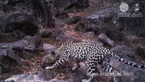 study-reveals-presence-of-arabian-leopard-in-oman_kuwait