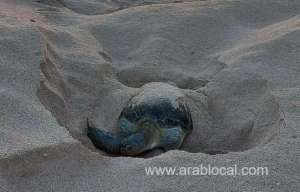 green-turtle-returns-to-oman-to-nest-after-29-years_kuwait