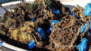 more-than-200-kg-of-fishing-nets-collected_kuwait