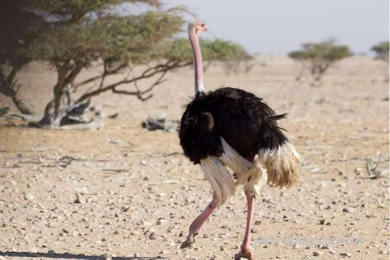 new-species-of-birds,-wild-animals-added-to-reserve-in-al-wusta-governorate_kuwait
