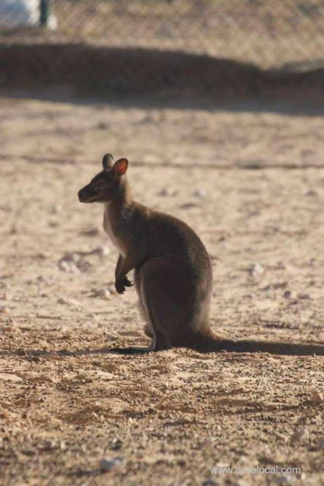new-species-of-birds,-wild-animals-added-to-reserve-in-al-wusta-governorate_kuwait