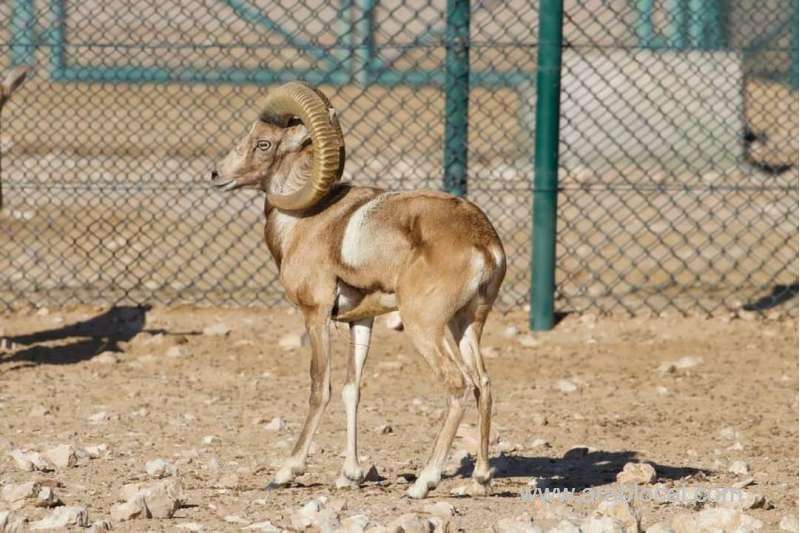 new-species-of-birds,-wild-animals-added-to-reserve-in-al-wusta-governorate_kuwait