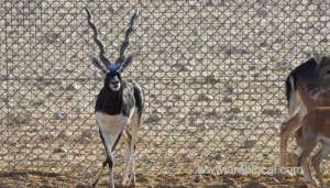 new-species-of-birds,-wild-animals-added-to-reserve-in-al-wusta-governorate_kuwait
