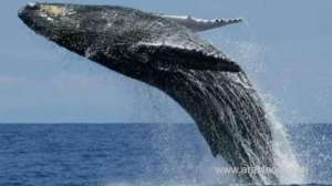 new-population-of-blue-whales-discovered-by-researchers-off-oman-coastline_kuwait