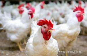 oman-bans-import-of-live-birds-from-several-countries_kuwait