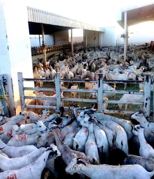 somalia-exports-more-than-18,000-sheep_kuwait