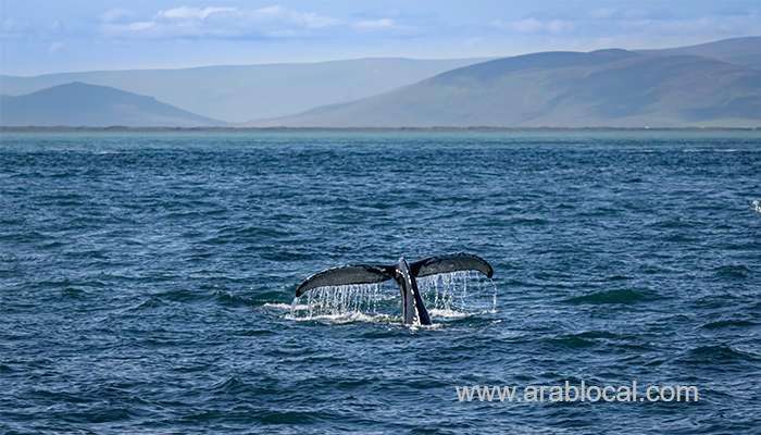 environment-authority-rescues-a-humpback-whale_kuwait