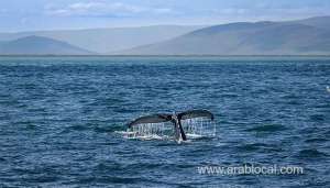 environment-authority-rescues-a-humpback-whale_kuwait