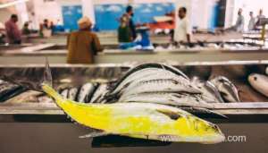 over-omr-35-million-worth-of-fish-production-in-oman_kuwait