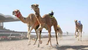 annual-camel-race-festival-suspended_kuwait