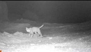 sand-cat-captured-on-camera-in-oman_kuwait