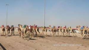 al-bashayer-camel-festival-kicks-off_kuwait