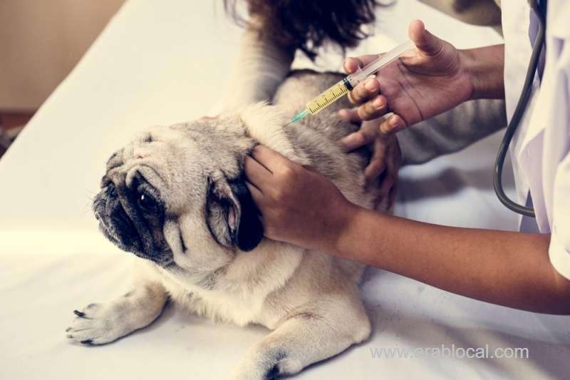 over-3.2-million-doses-of-animal-vaccinations-in-2019_kuwait