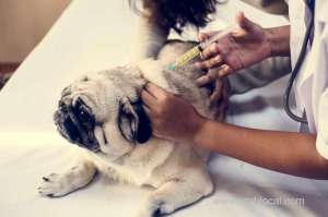 over-3.2-million-doses-of-animal-vaccinations-in-2019_kuwait