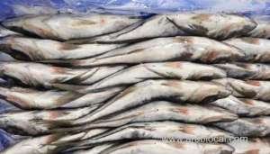 oman-fisheries-company-reopens-fish-factory_kuwait