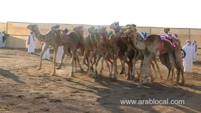 al-bashayer-camel-race-to-continue-for-five-days_kuwait