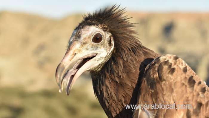 eso-awarded-grant-to-protect-oman’s-vultures_kuwait