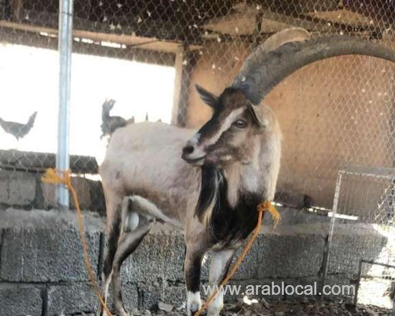 imported-caribou-caught-in-oman,-returned-to-owner_kuwait