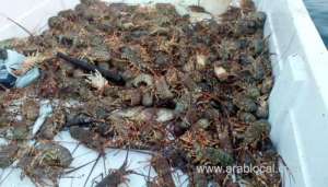 more-than-30-fishing-cages-seized-in-oman_kuwait