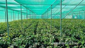 model-fields-for-date-palm,-mango-and-lemon-trees-to-come-up-in-oman_kuwait