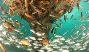 artificial-reef-transforms-marine-life-in-muscat_kuwait