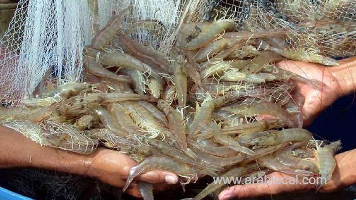 oceanic-shrimp-receives-first-batch-of-shrimp-broodstock_kuwait