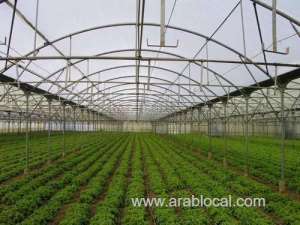 musandam-to-set-up-30-pens-to-support-sector-livestock_kuwait