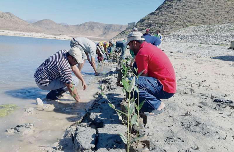 environment-authority-plants-over-1,500-saplings-in-dhofar-governorate_kuwait