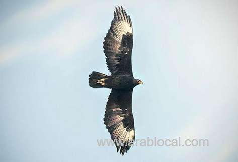 african-black-eagle-spotted-in-dhofar-governorate_kuwait