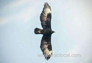 african-black-eagle-spotted-in-dhofar-governorate_kuwait