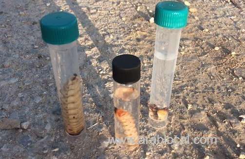 authority-carries-out-field-surveys-to-detect-pests-in-oman_kuwait
