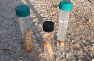 authority-carries-out-field-surveys-to-detect-pests-in-oman_kuwait