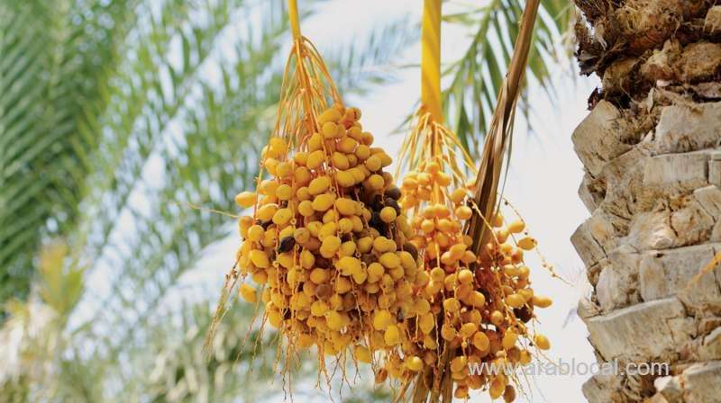quality-of-busoor-dates-improved-in-sultanate_kuwait