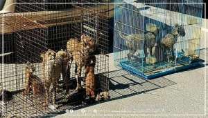 4-arrested-for-attempting-to-smuggle-cheetahs_kuwait