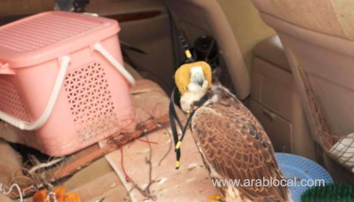 omani-citizens-detained-on-suspicion-of-illegally-hunting-migratory-birds_kuwait