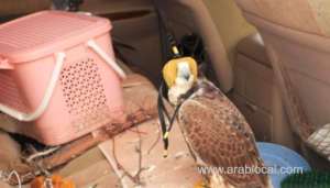 omani-citizens-detained-on-suspicion-of-illegally-hunting-migratory-birds_kuwait