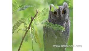 an-uncommon-sighting-of-the-arabian-scops-owl-in-oman_kuwait