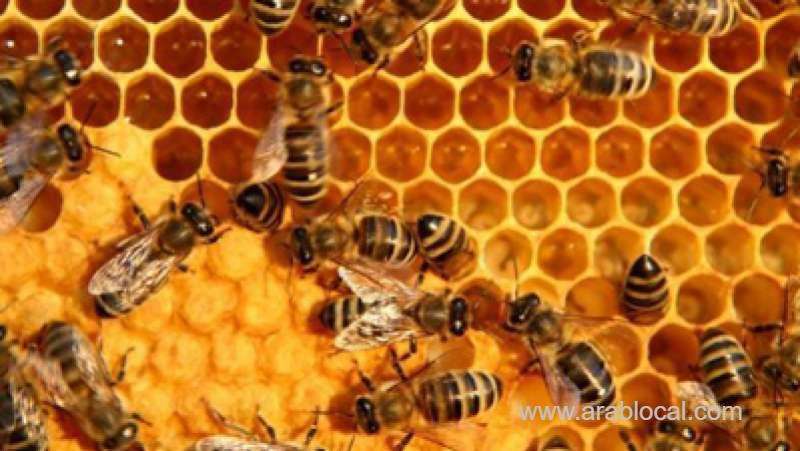 5.5-tonnes-of-honey-products-up-for-grabs-online_kuwait