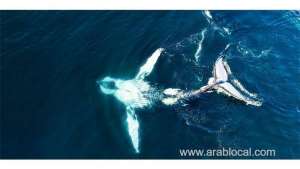 a-team-from-the-environment-authority-tracks-and-tags-a-humpback-whale_kuwait