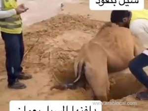 herculean-omanis-rescue-camel-buried-in-sand-after-devastating-floods-oman