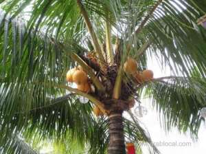 coconut-palm-cultivation-prospers-in-dhofar_kuwait