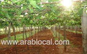 grape-cultivation-thrives-in-al-mudhaibi_kuwait