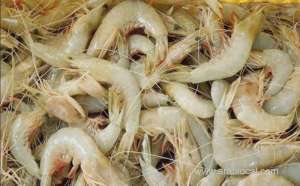 shrimp-fishing-season-starts-in-oman_kuwait