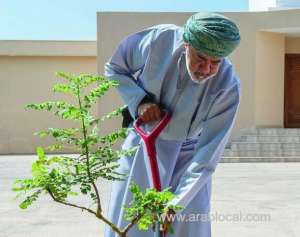 hm-plants-frankincense-tree-in-salalah_kuwait