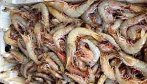 oman's-shrimp-production-crosses-over-800-tonnes_kuwait