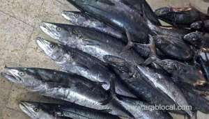 over-300-kilos-of-kingfish-seized-by-authorities-in-oman_kuwait